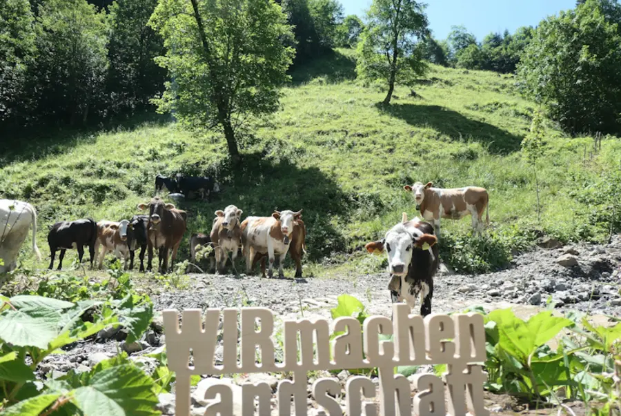 Schriftzug vor Rinderherde