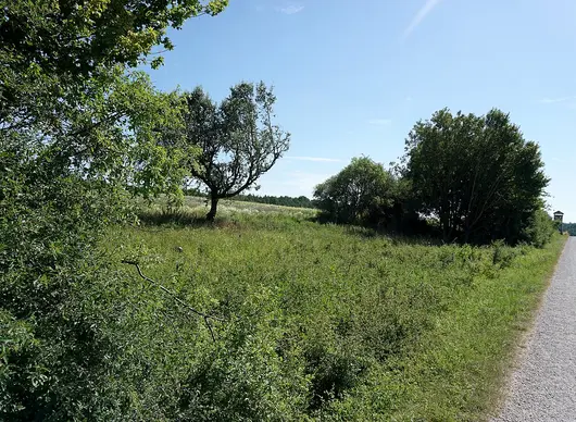 Feldhecke im Vogelschutzgebiet, abschnittsweise "auf Stock gesetzt"
