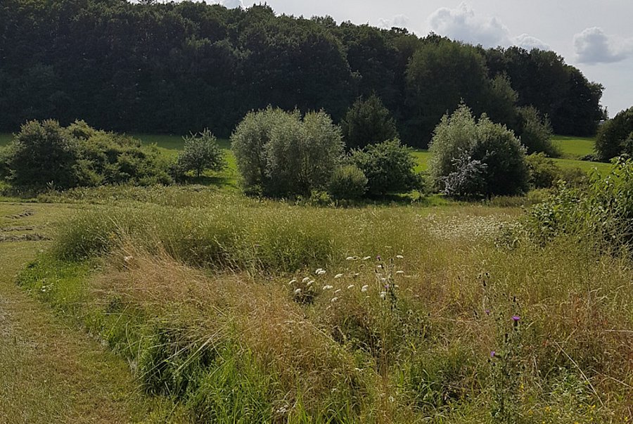 Blühende Wiese