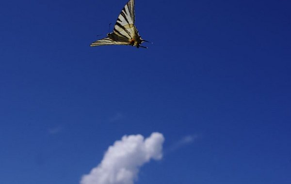 Segelfalter im Flug ©Martin Sommer, DVL