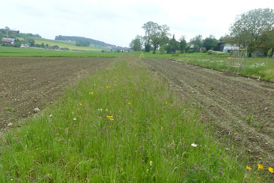 Blühstreifen, rechts und links ist Acker