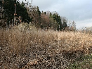 Verbuschte Wiese