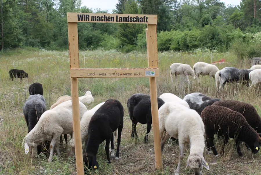 Schafe unter dem Holzaufsteller