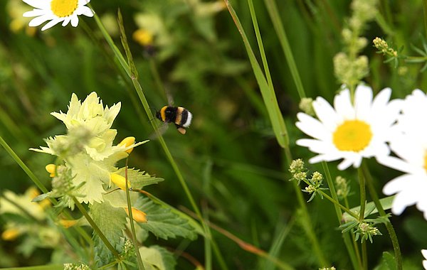 Insektenreich. Foto: P. Roggenthin