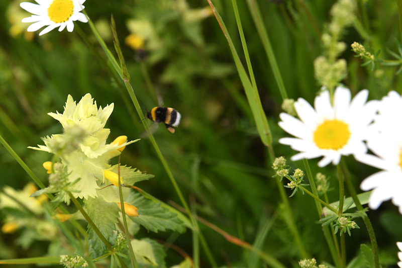 Insektenreich. Foto: P. Roggenthin