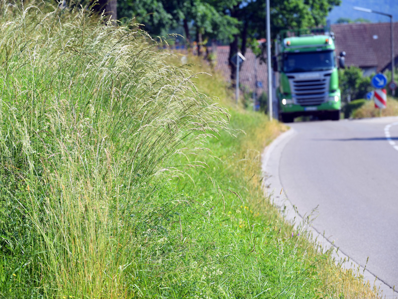 Weg- und Straßenränder werden zu Insektenparadiesen.